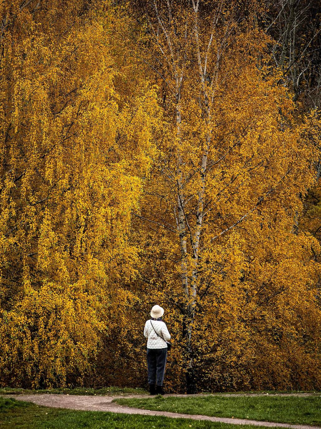 El otoño para muchos es la estación más bonita del año, en la que el frío comienza a abrirse paso entre un tinte de colores cálidos que cubre cada rincón. El verde se transforma en tonos naranjas que dejan paisajes dignos de películas, como el de la imagen, en Moscú (Rusia). 