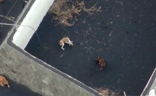 Volcán de La Palma | Desesperado rescate con drones de cuatro perros atrapados por la lava del volcán