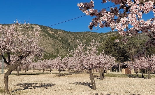 Paisaje de almendros de la zona que denuncian podían verse afectados por las solares. 