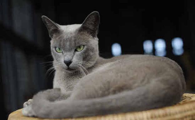 ¿Pueden los gatos predecir el futuro y detectar presencias que los humanos no?