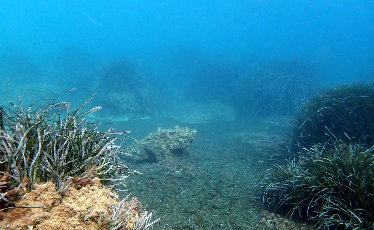 Las praderas de posidonia que se encuentran en los fondos marinos de Teulada Moraira. 