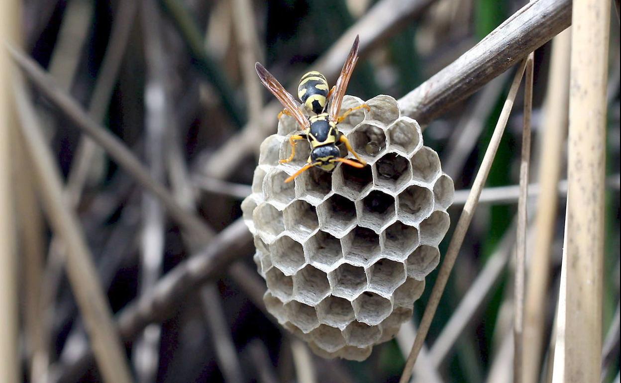 Una avispa europea. 