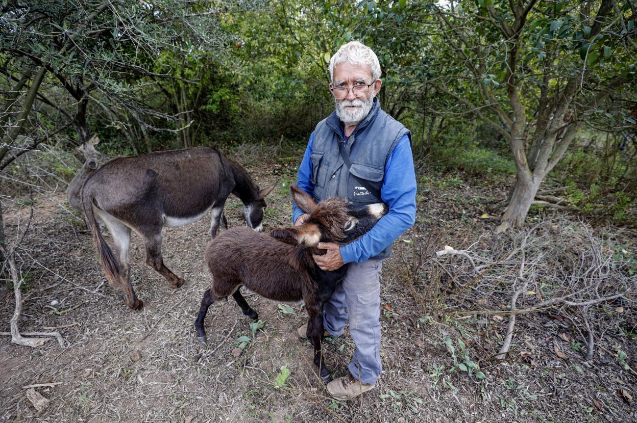 Juan Lebrián, el granjero castellonense, ayer en su parcela abrazando a uno de sus pollinos. 