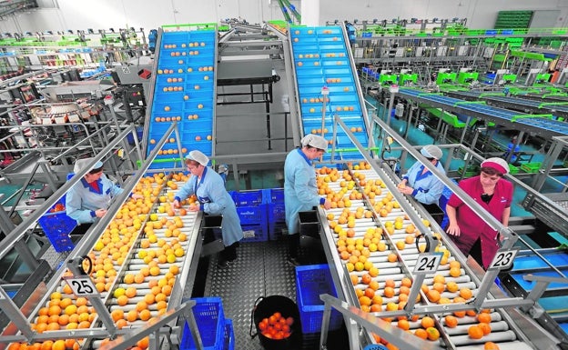 Los citricultores, «al límite» debido a la importación de naranjas de fuera de Europa