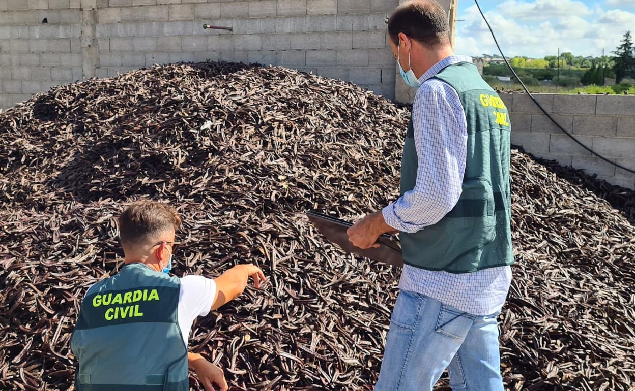 Dos guardias civiles junto a una montaña de algarrobas sustraídas. 
