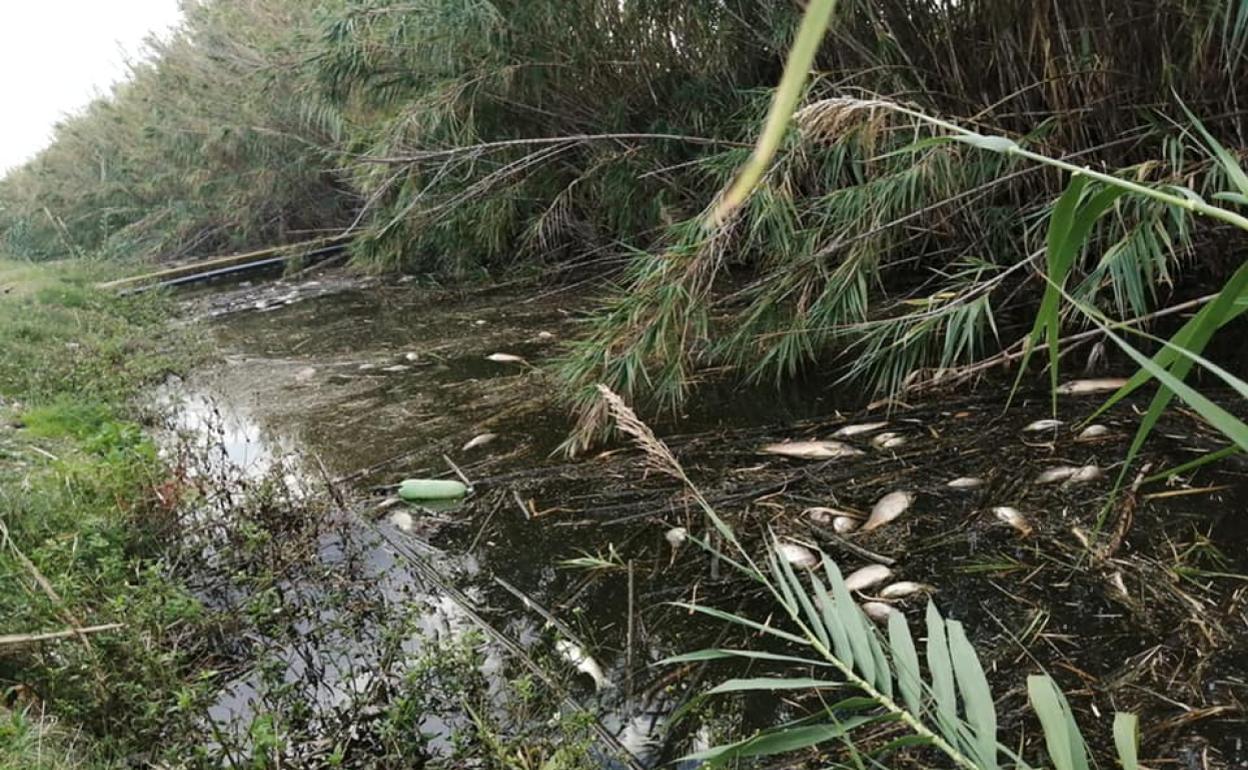 Decenas de peces muertos por falta de oxígeno en el tramo sur de la Séquia Mare de Tavernes. 