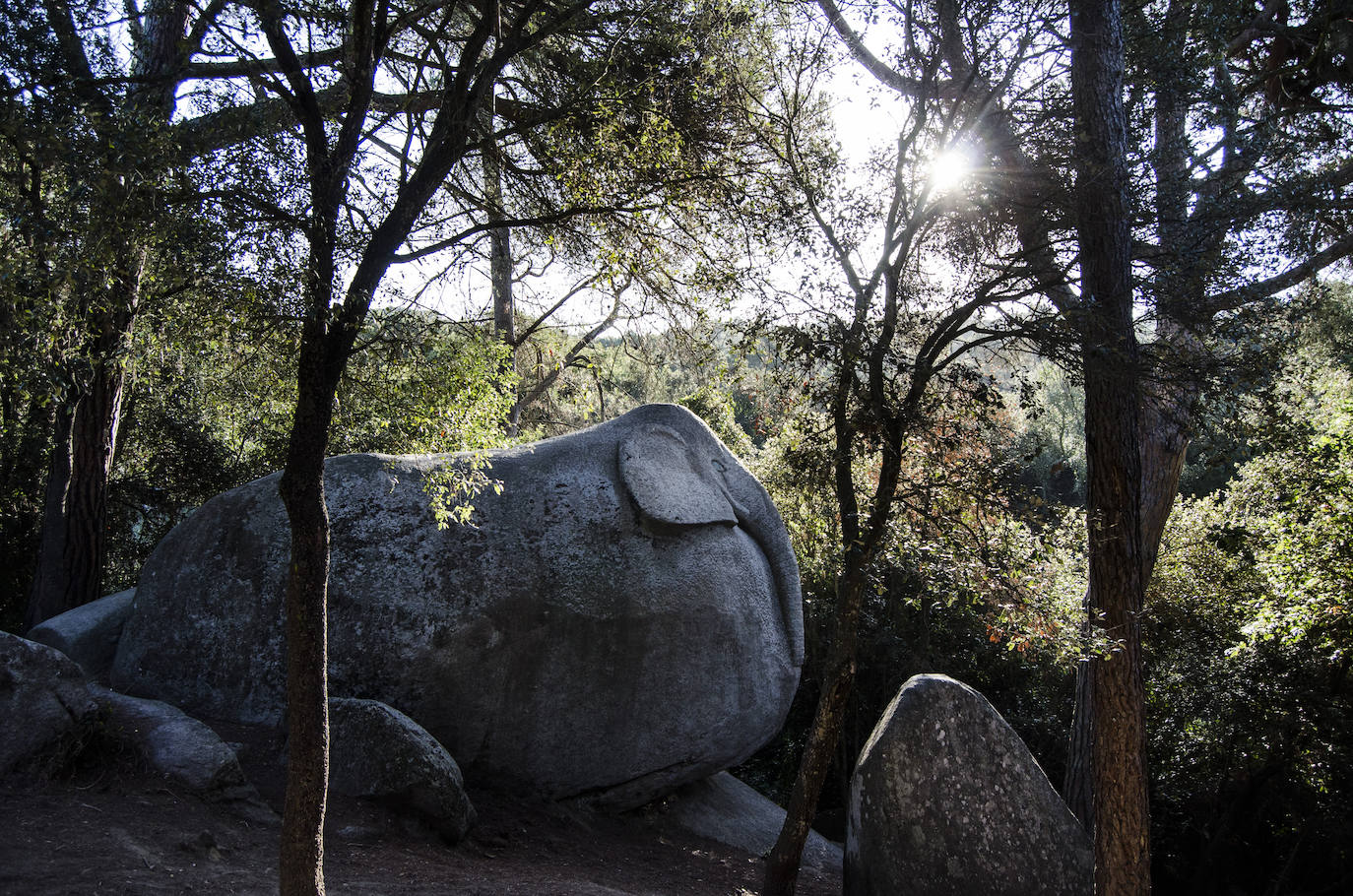 Fotos: El bosque encantado de Orrius, un lugar mágico y misterioso