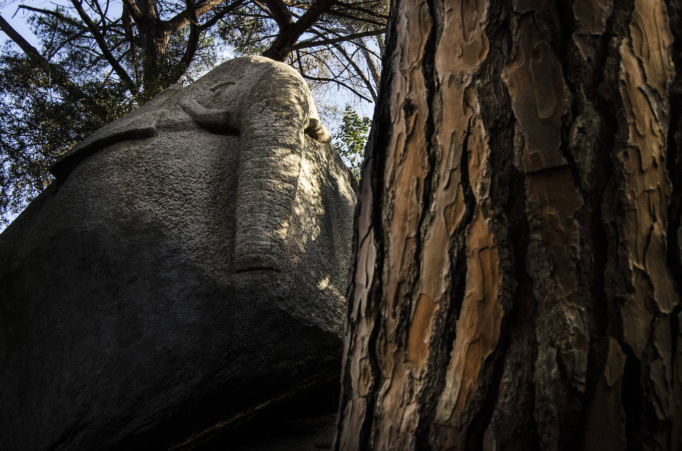 Fotos: El bosque encantado de Orrius, un lugar mágico y misterioso