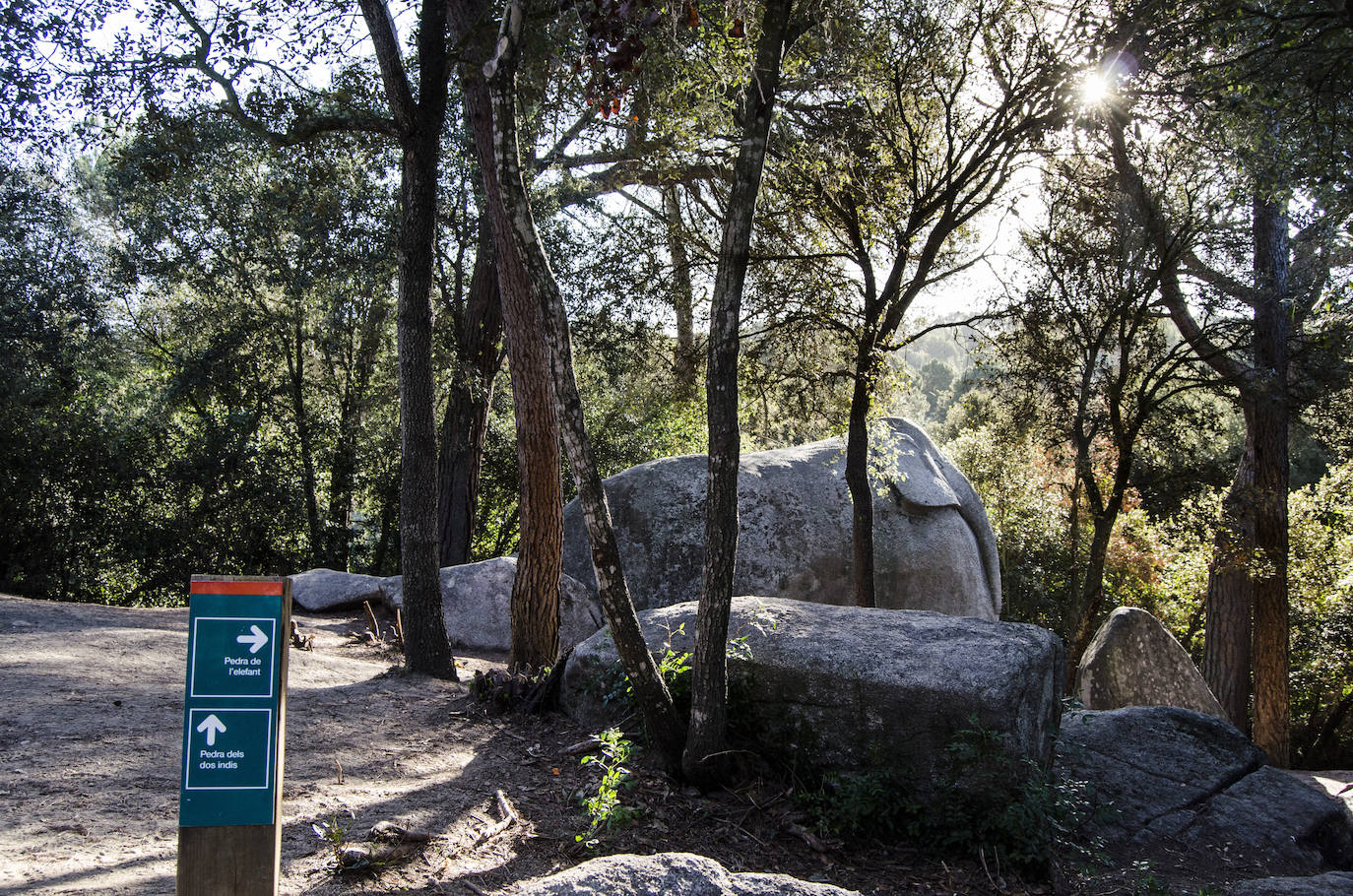 Fotos: El bosque encantado de Orrius, un lugar mágico y misterioso