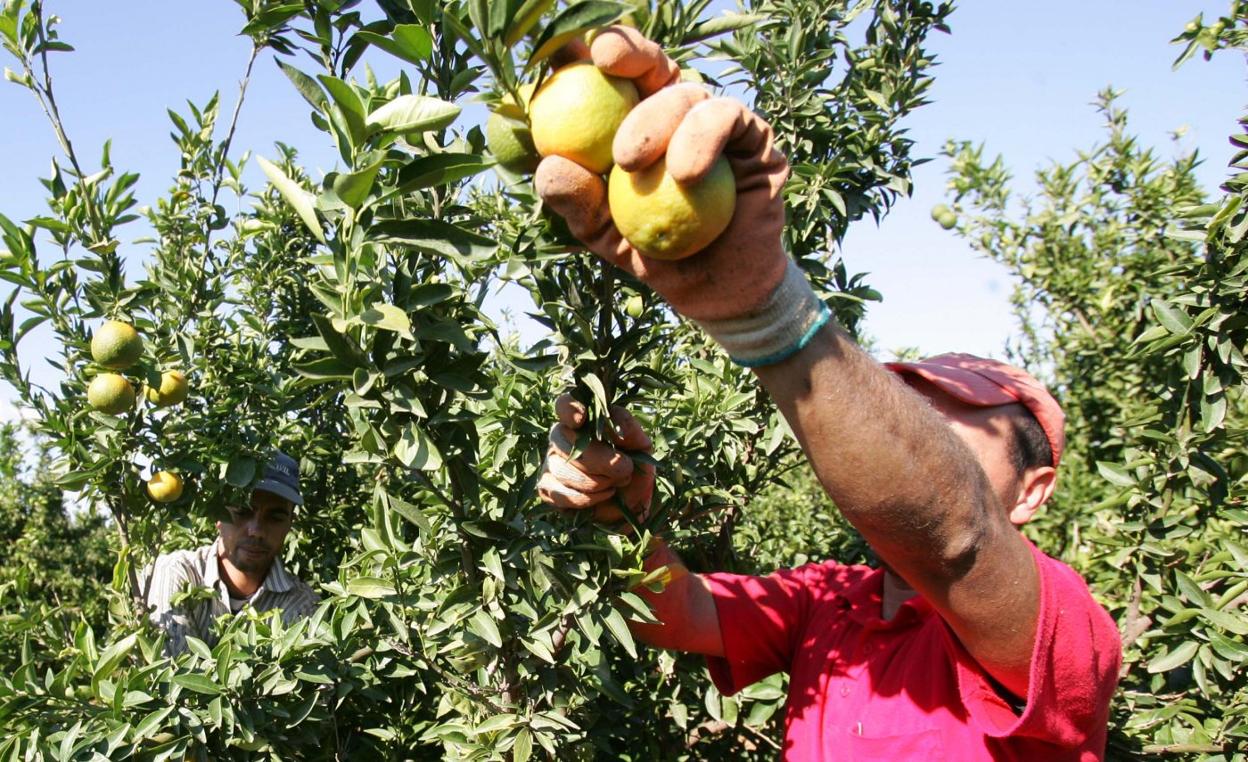Recogida de naranja en Albal.