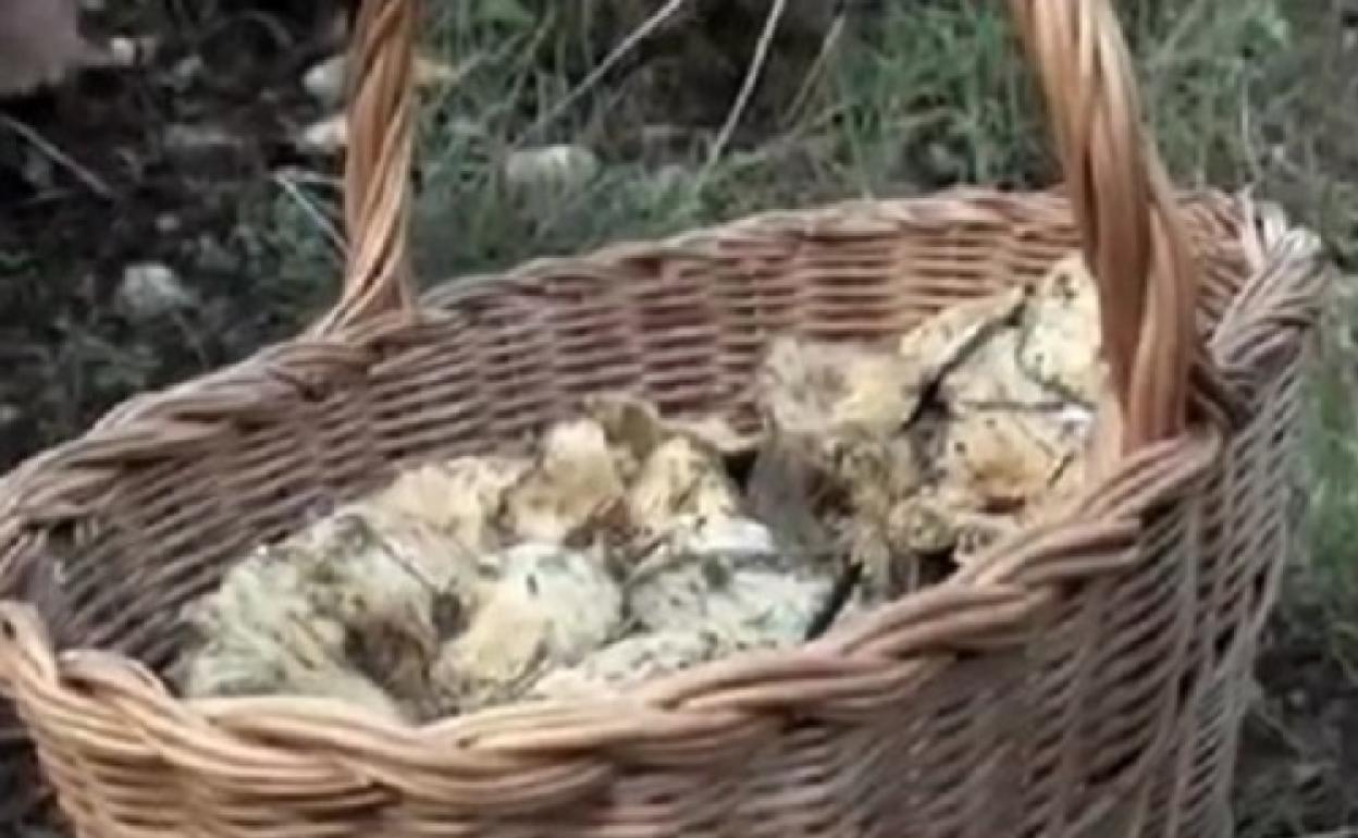 Enguera ofrece una actividad familiar de recogida de setas en la sierra. 