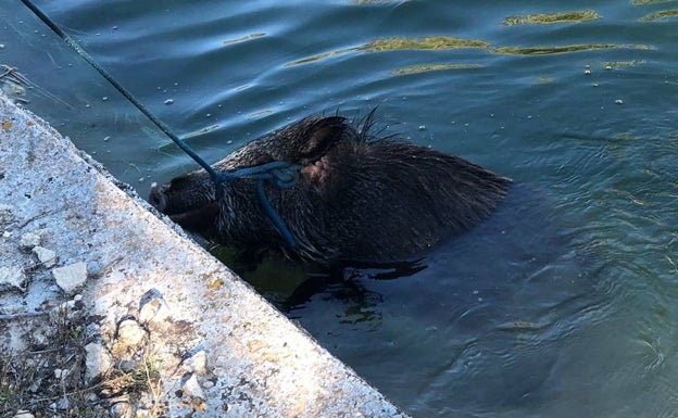 Uno de los animales que fue rescatado. 