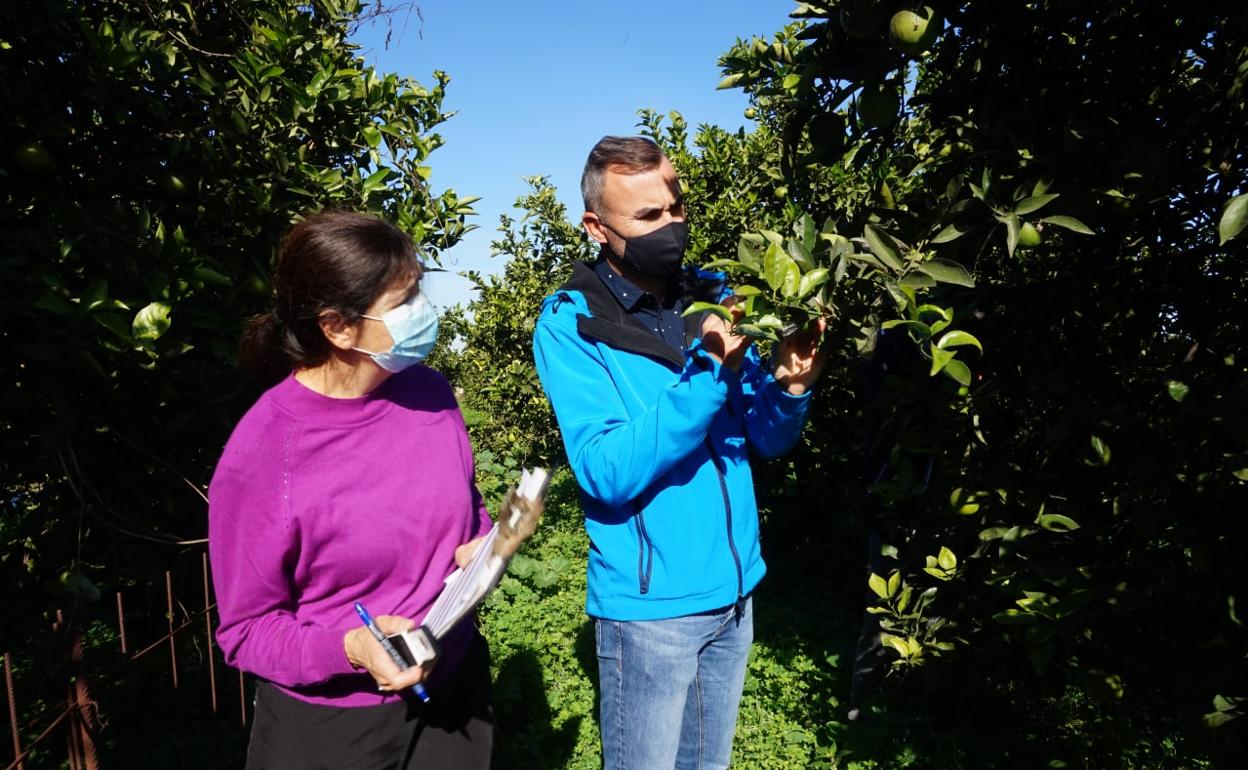 Oliva forma a sus agricultores para luchar contra las plagas mediante recursos naturales
