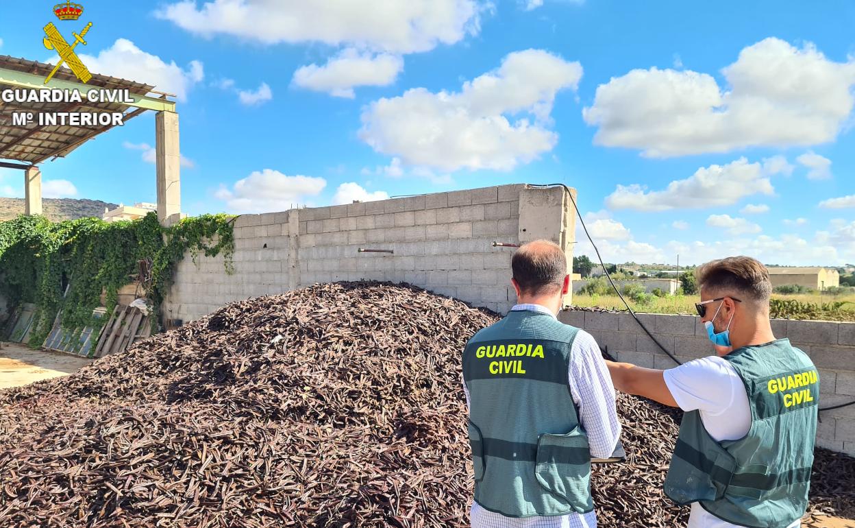 Agentes junto a las algarrobas robadas. 