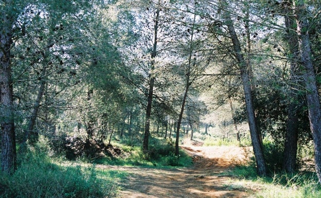 Frondoso bosque mediterráneo