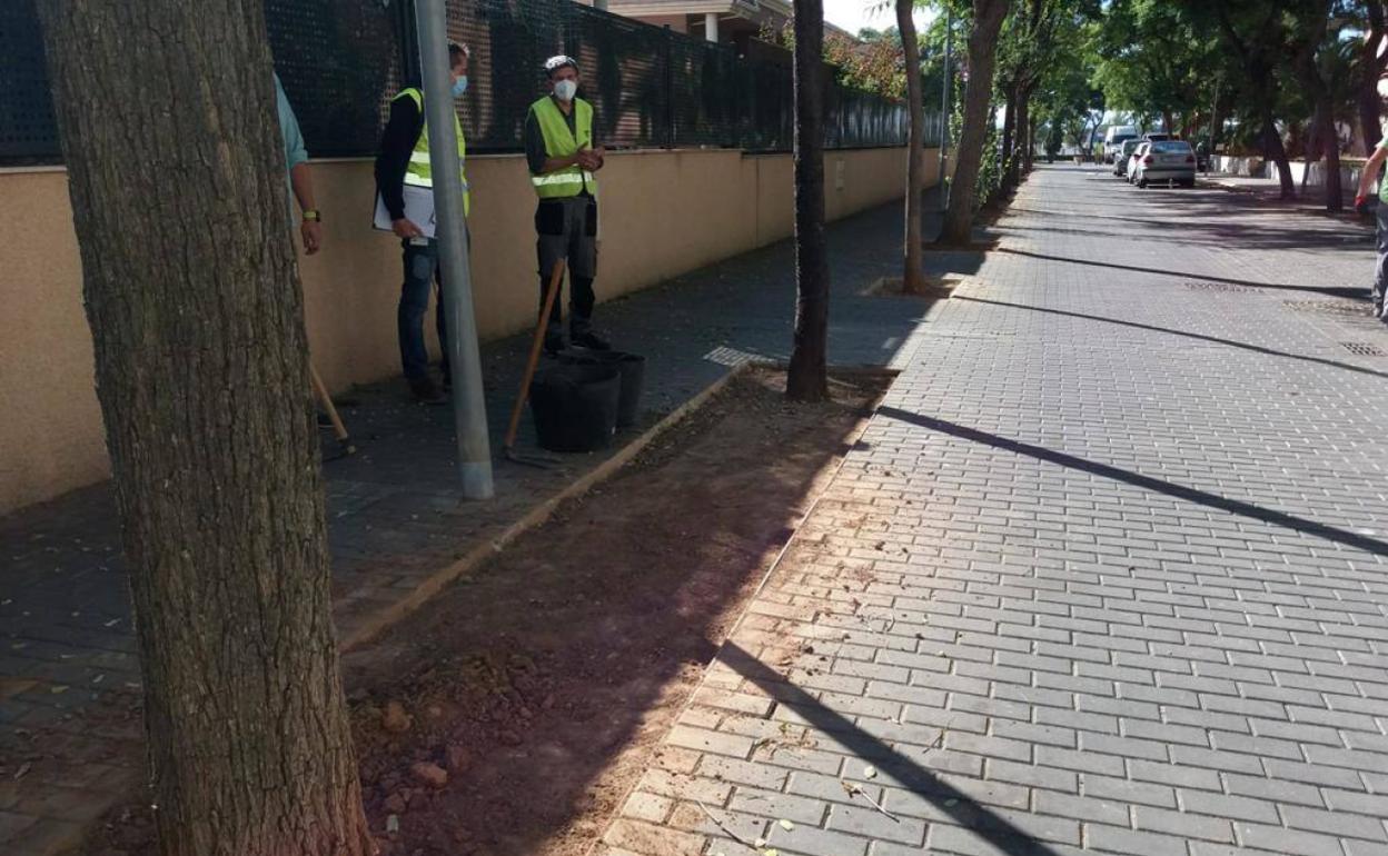 Los trabajos de relleno de alcorques en Mas del Rosari-La Coma. 