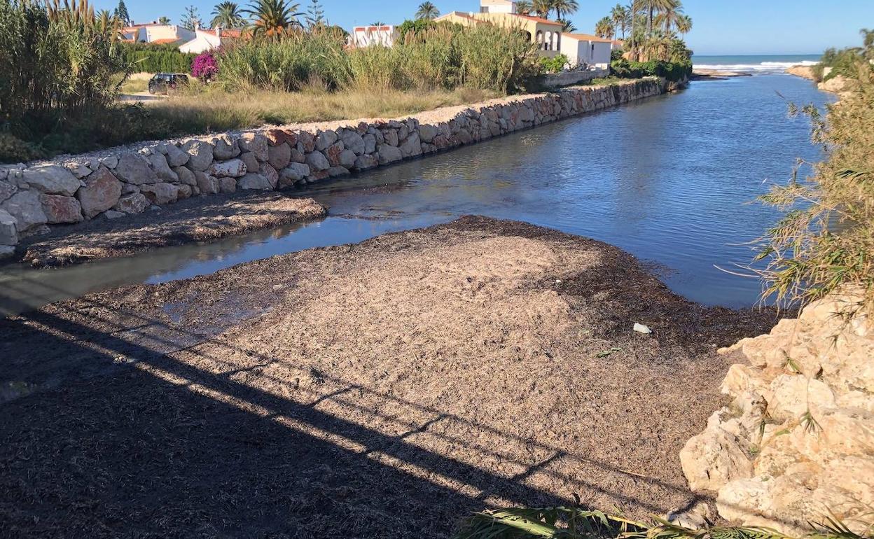 Algas acumuladas cerca de la desembocadura y que sólo dejan un pequeño espacio para que discurra el agua.