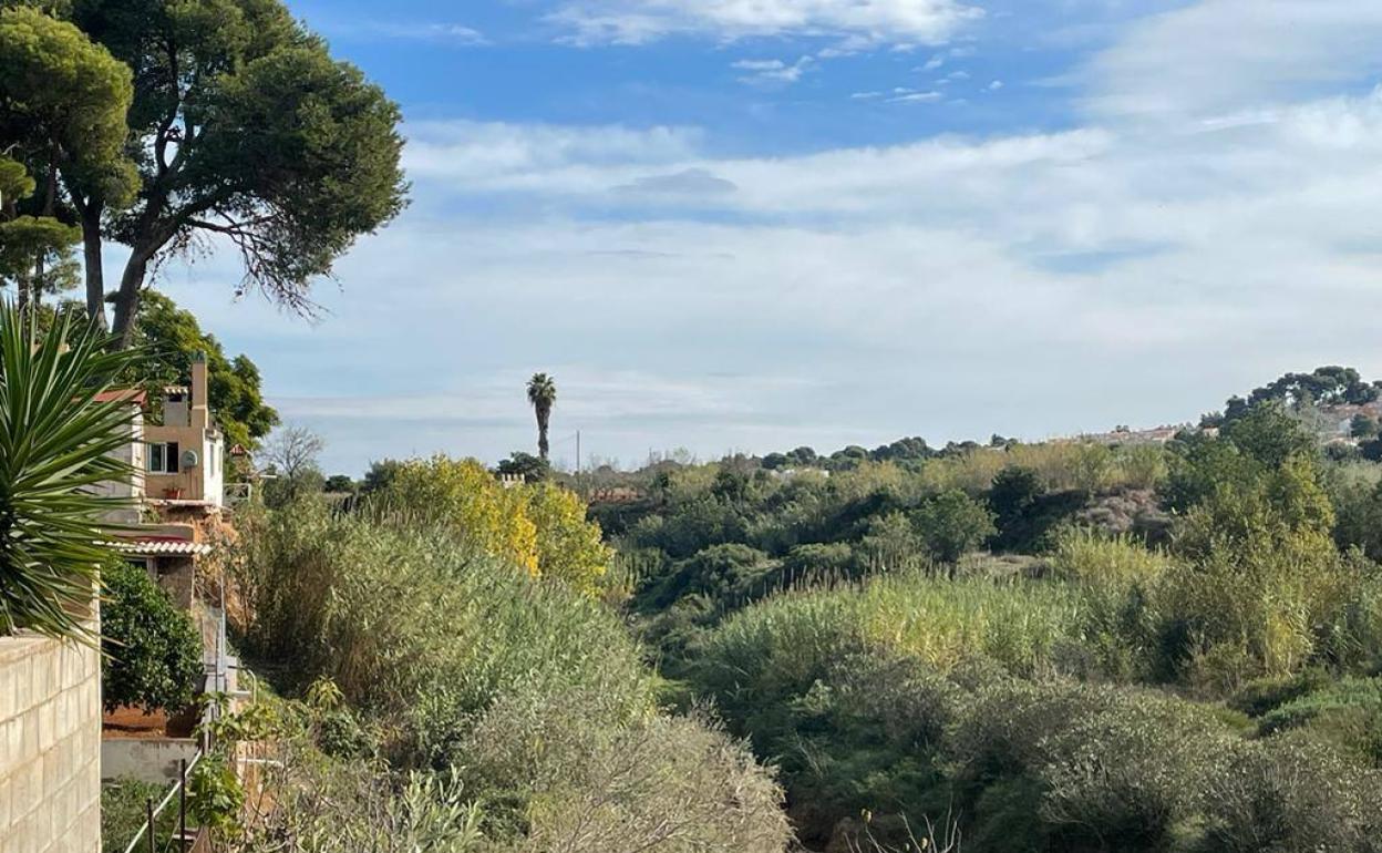 las cañas en el cauce del barranco, junto a las viviendas de la urbanización. 