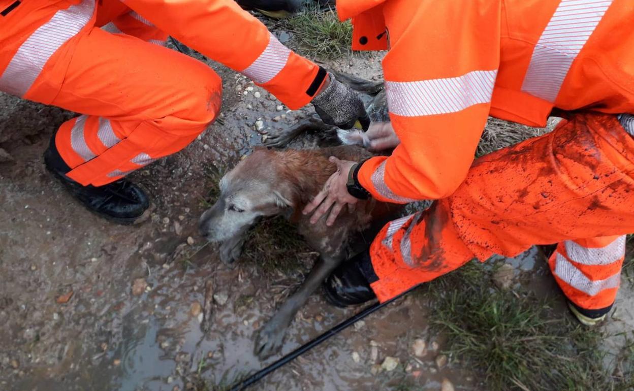 Los bomberos han sacado al perro, lo han lavado y se lo han devuelto a su dueño.