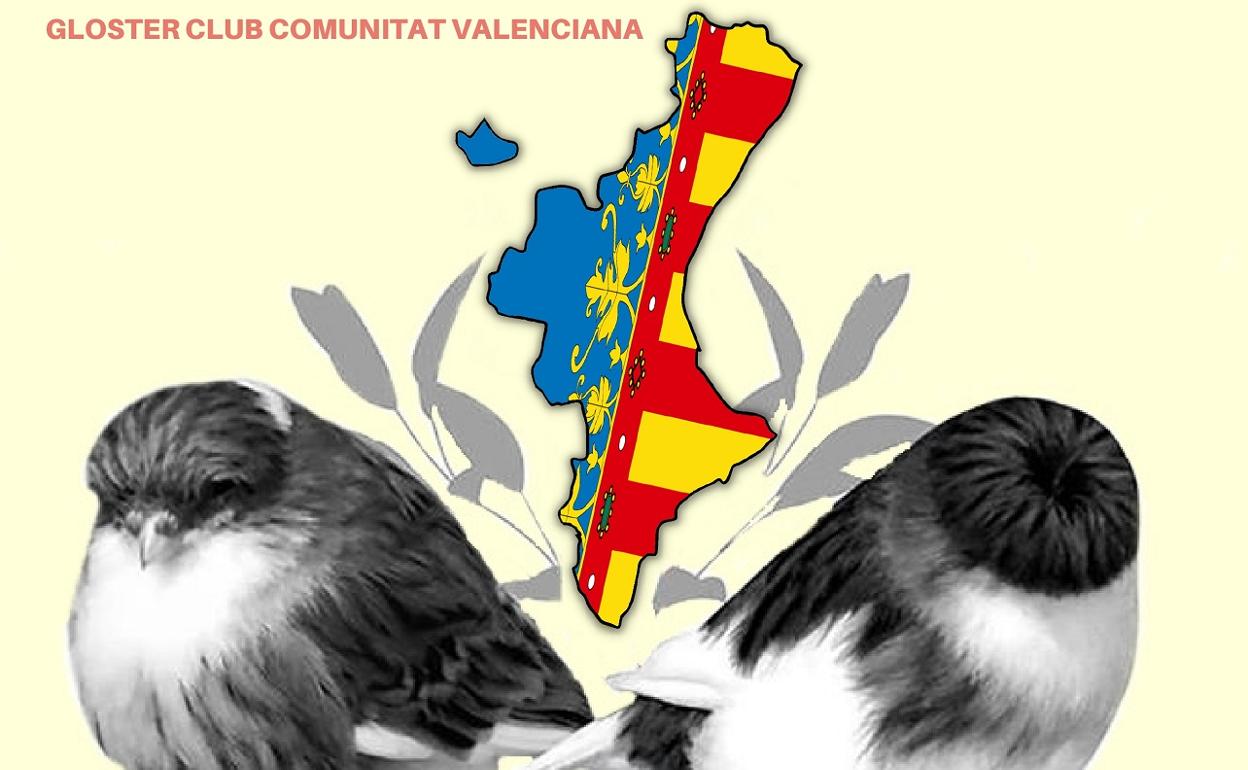 L'Alcúdia de Crespins acoge el I Concurso de Canarios Gloster de la Comunita Valenciana
