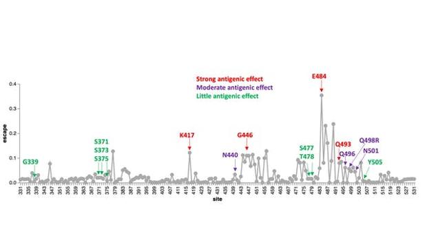 Efectos antigénicos de las mutaciones de la nueva variante. BloomLab