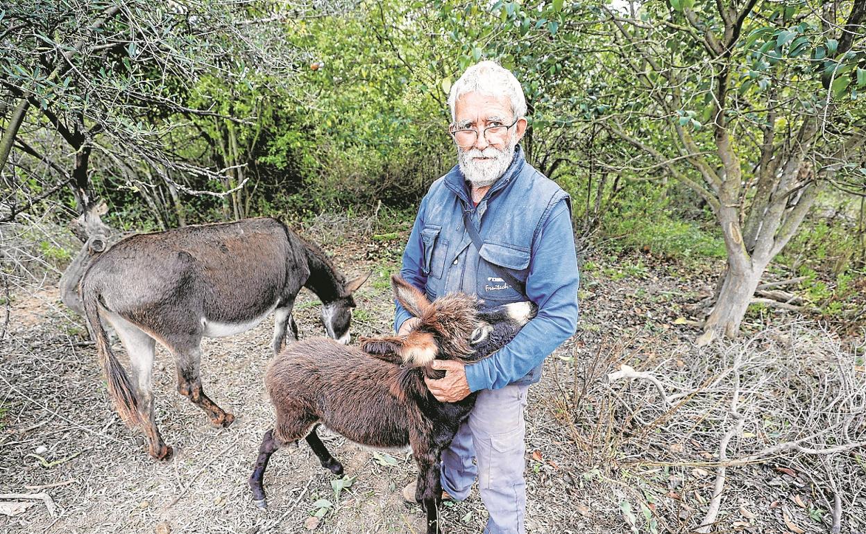 El ganadero Juan Lebrián con sus burros que fueron utilizados para limpiar el Desert de les Palmes.  