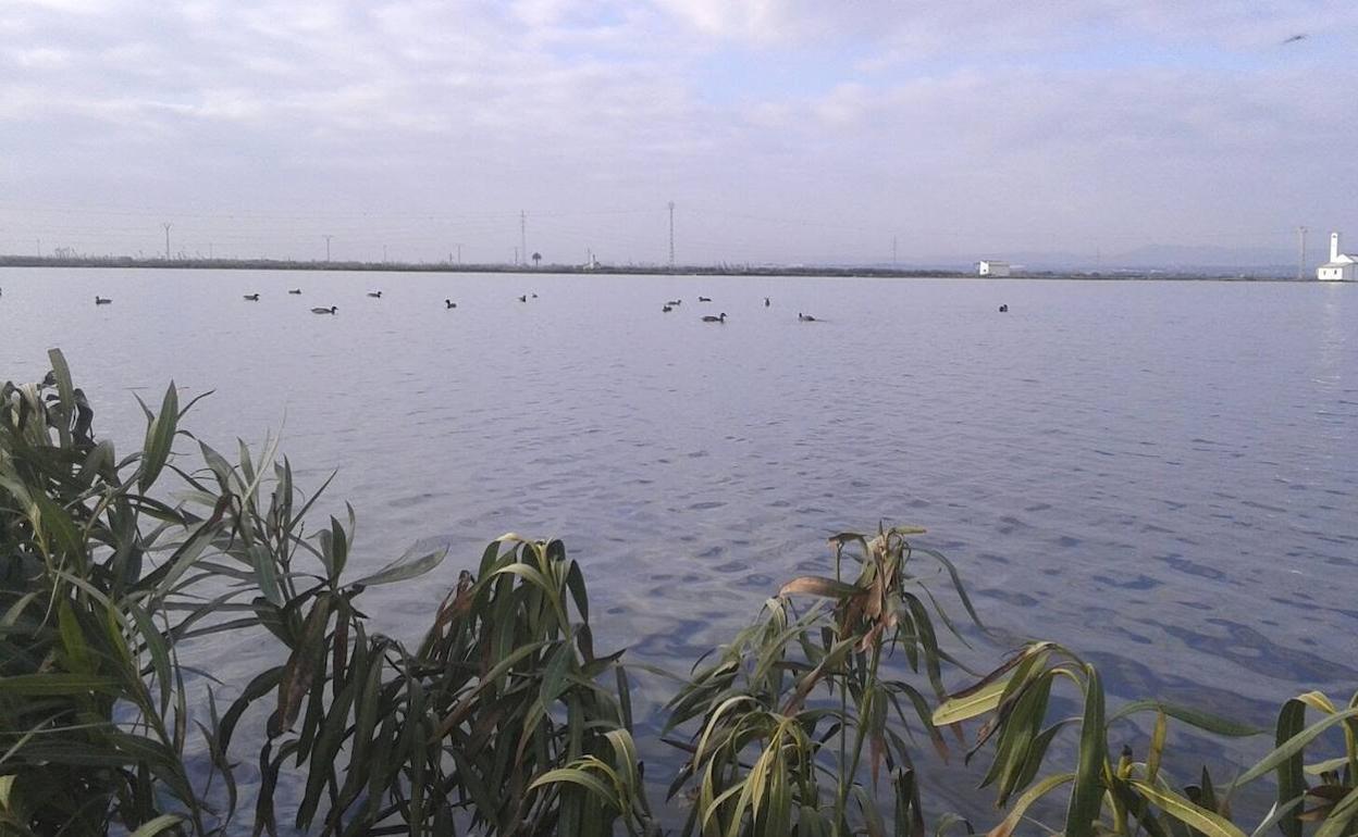 Un grupo de patos que se divisa desde uno de los puestos del vedat. 