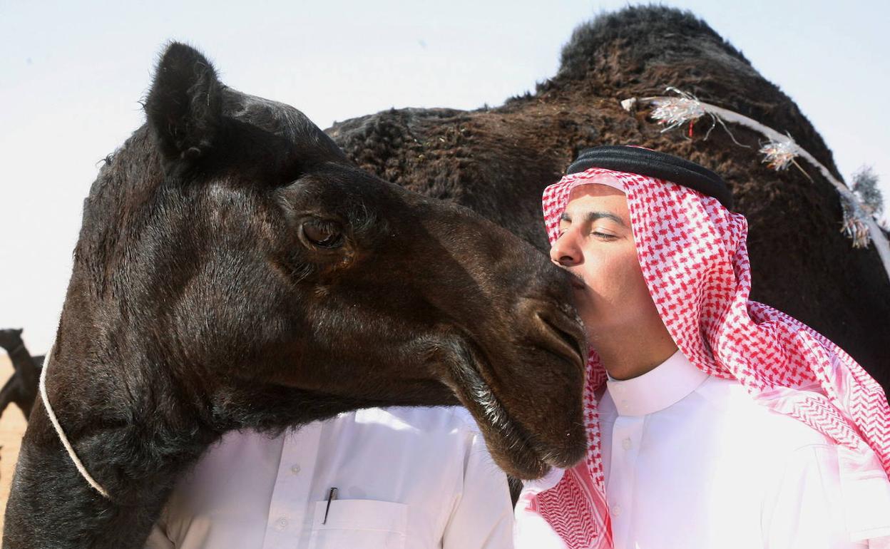 Un saudí besa a su camello durante un certamen de belleza animal.