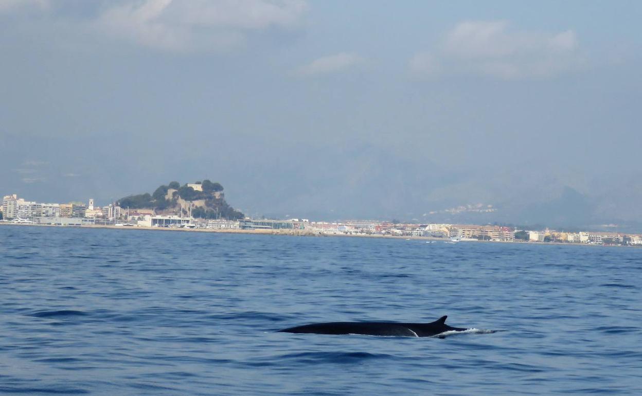 Un rorcual en aguas de Dénia, con el castillo al fondo. 