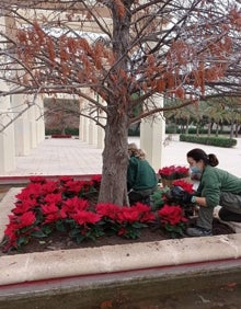 Imagen secundaria 2 - Plantas de Pascua en la plaza de la Almoina y en el Jardín del Turia. 