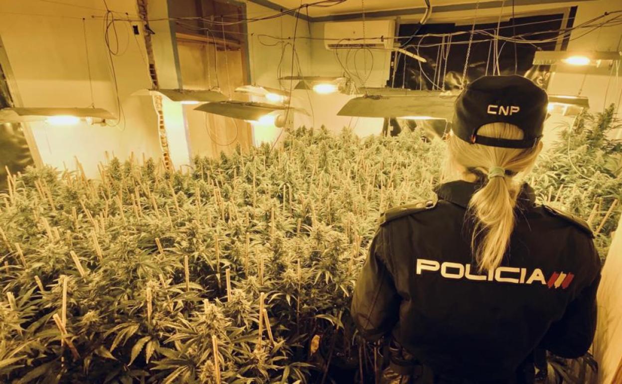 Imagen de una agente de Policía delante del cultivo de marihuana