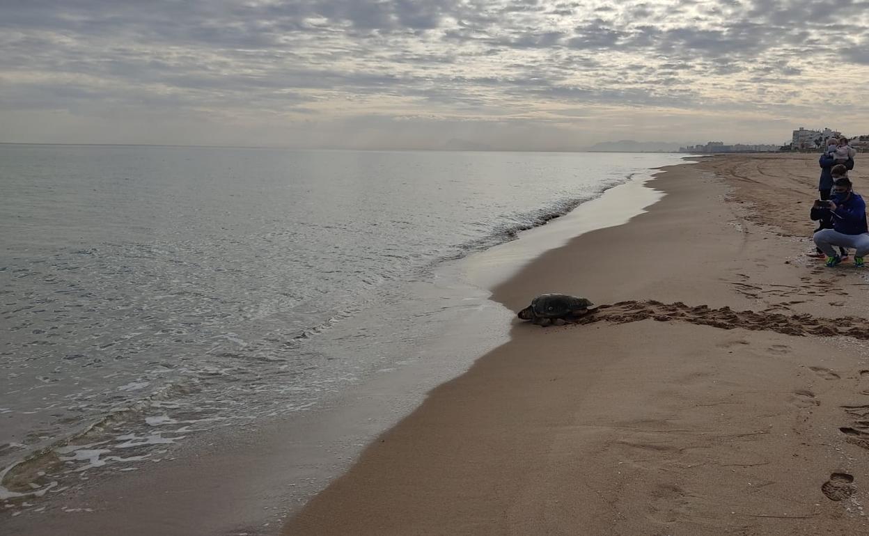 La tortuga accede al mar desde la playa de Xeraco.  