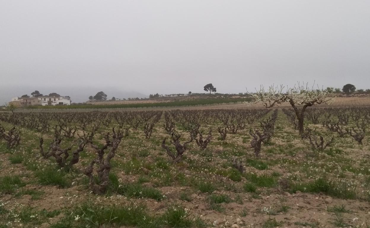 Una de las nuevas rutas de la Costera está dedicada a los productos de la tierra como el vino. 