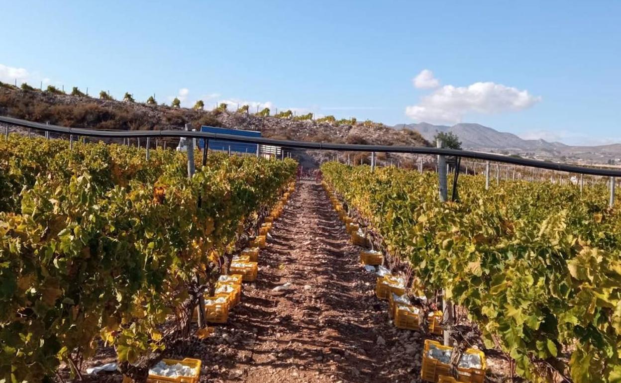 La víctima de la estafa cultiva sus viñedos entre Monforte del Cid y Novelda. 
