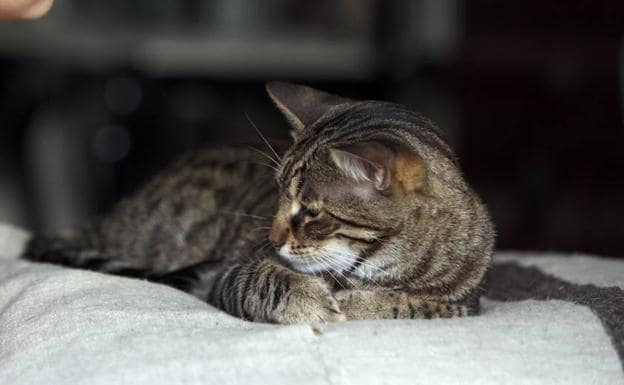 Cómo evitar que tu gato se suba por las cortinas