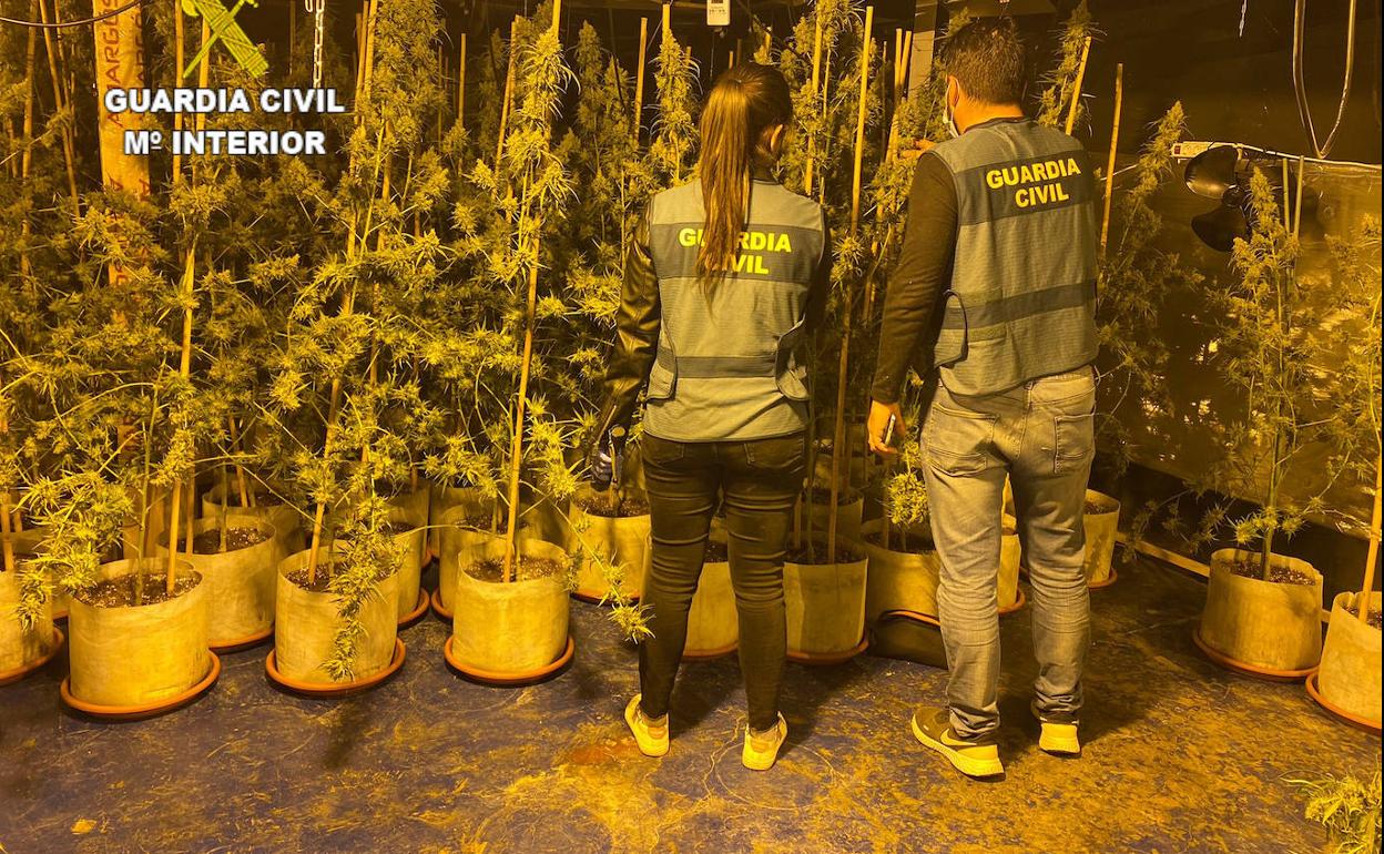 Dos agentes con las plantas intervenidas. 