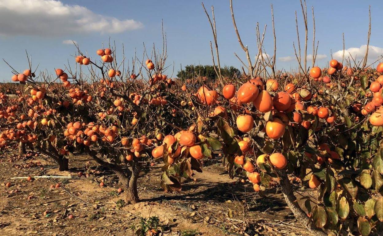 Cultivo de mandarinas y caquis | Los productores valencianos dejaron de cultivar el pasado año más de 2.000 hectáreas de mandarinos y casi 900 de caqui