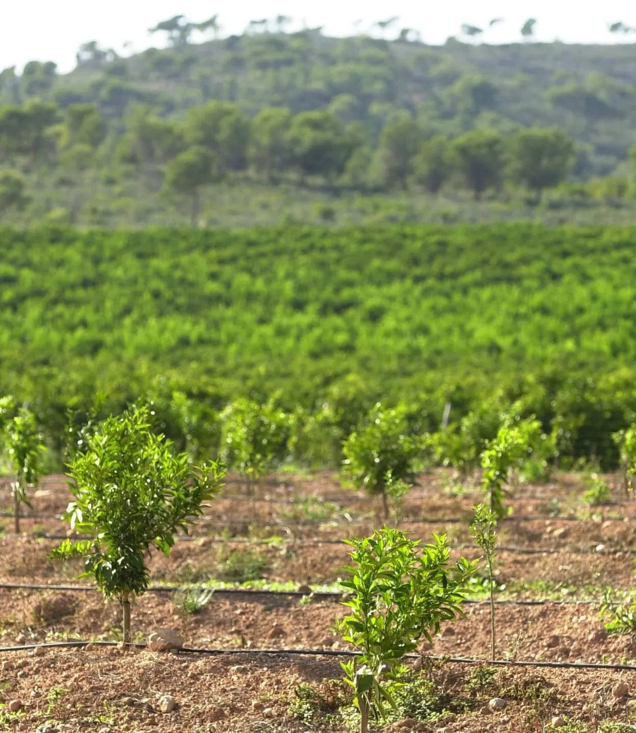 El Relevo Generacional, La Esperanza Del Campo Valenciano | Las Provincias