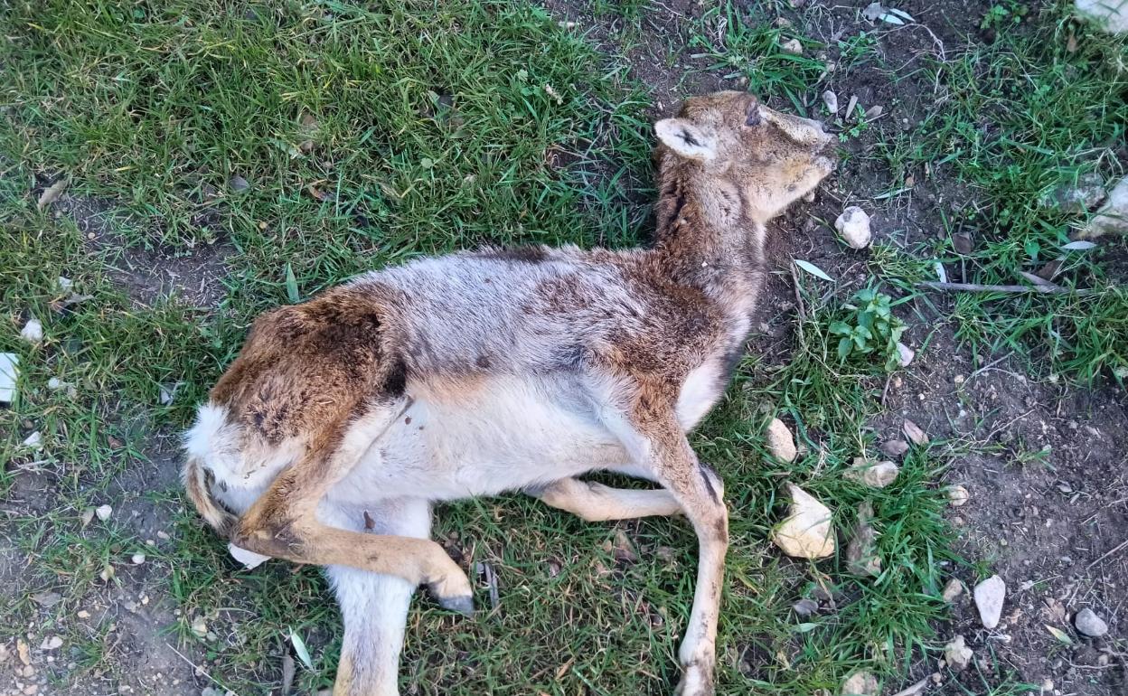 Muflón hallado la pasada semana muerto por sarna en el barranco de Otonel en el término de Cortes de Pallás. 