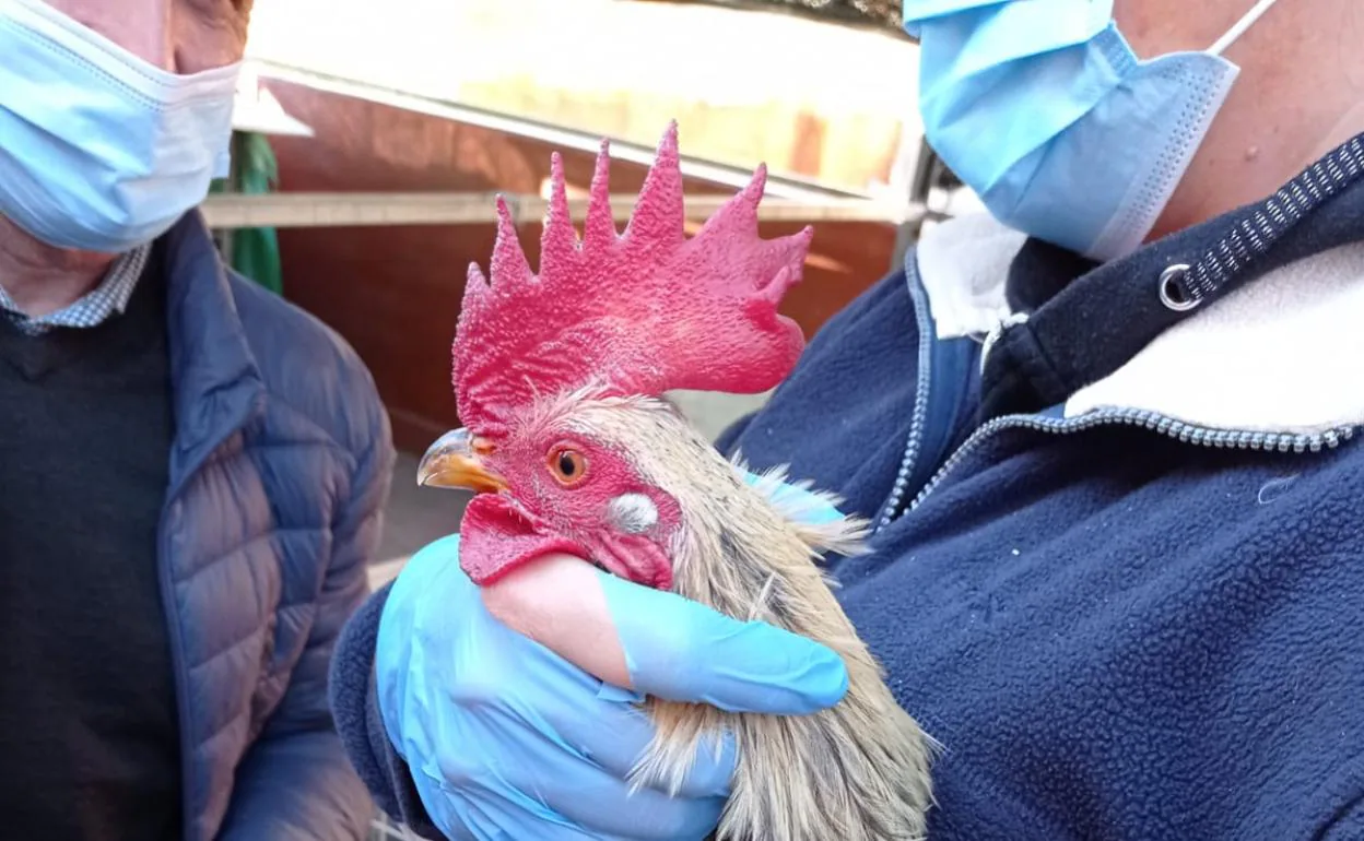 La Policía Local desmantela un criadero de gallos de pelea en Nazaret | Las  Provincias