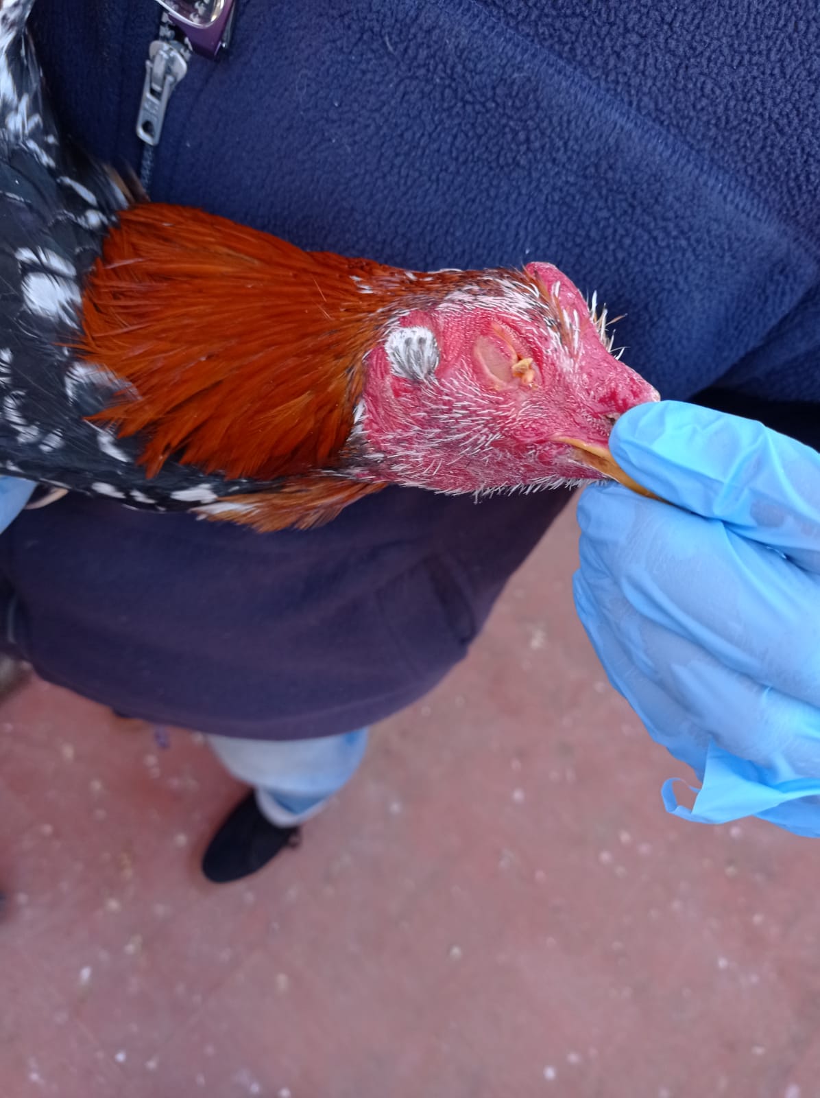 Fotos: La Policía Local de Valencia desmantela un criadero de gallos de pelea