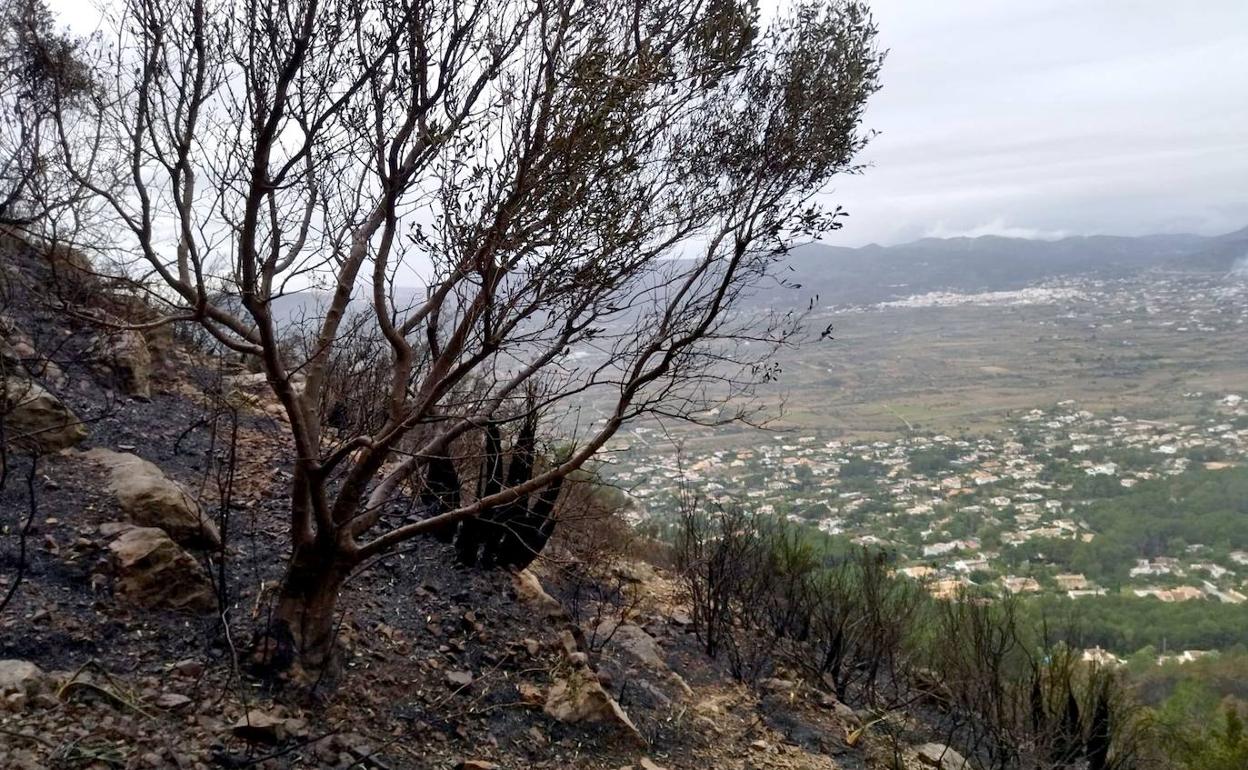 Vegetación calcinada en el incendio registrado esta semana en el parque natural del Montgó y que ha afectado al Barranc del Migdia de Xàbia. 