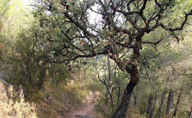 Imagen principal - Rutas en Valencia | Adentrándonos en la Sierra de Espadán con inicio y final en Alfondeguilla