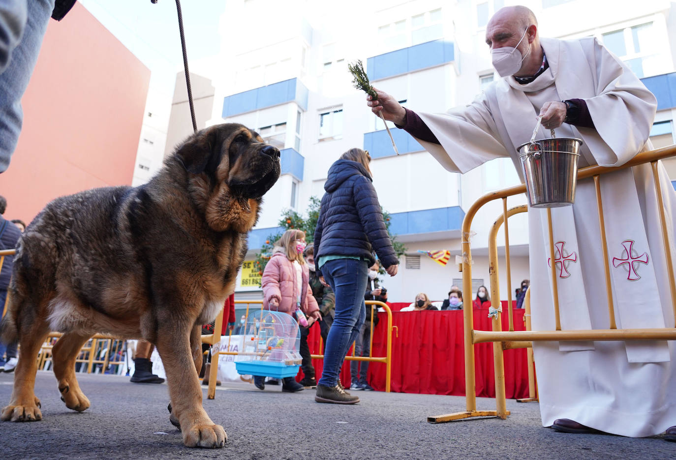 La bendición de animales se ha vuelto a celebrar en 2022 en la calle Sagunto de Valencia. 