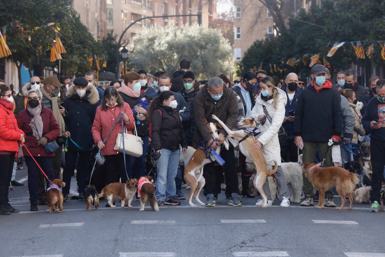 La bendición de animales se ha vuelto a celebrar en 2022 en la calle Sagunto de Valencia. 