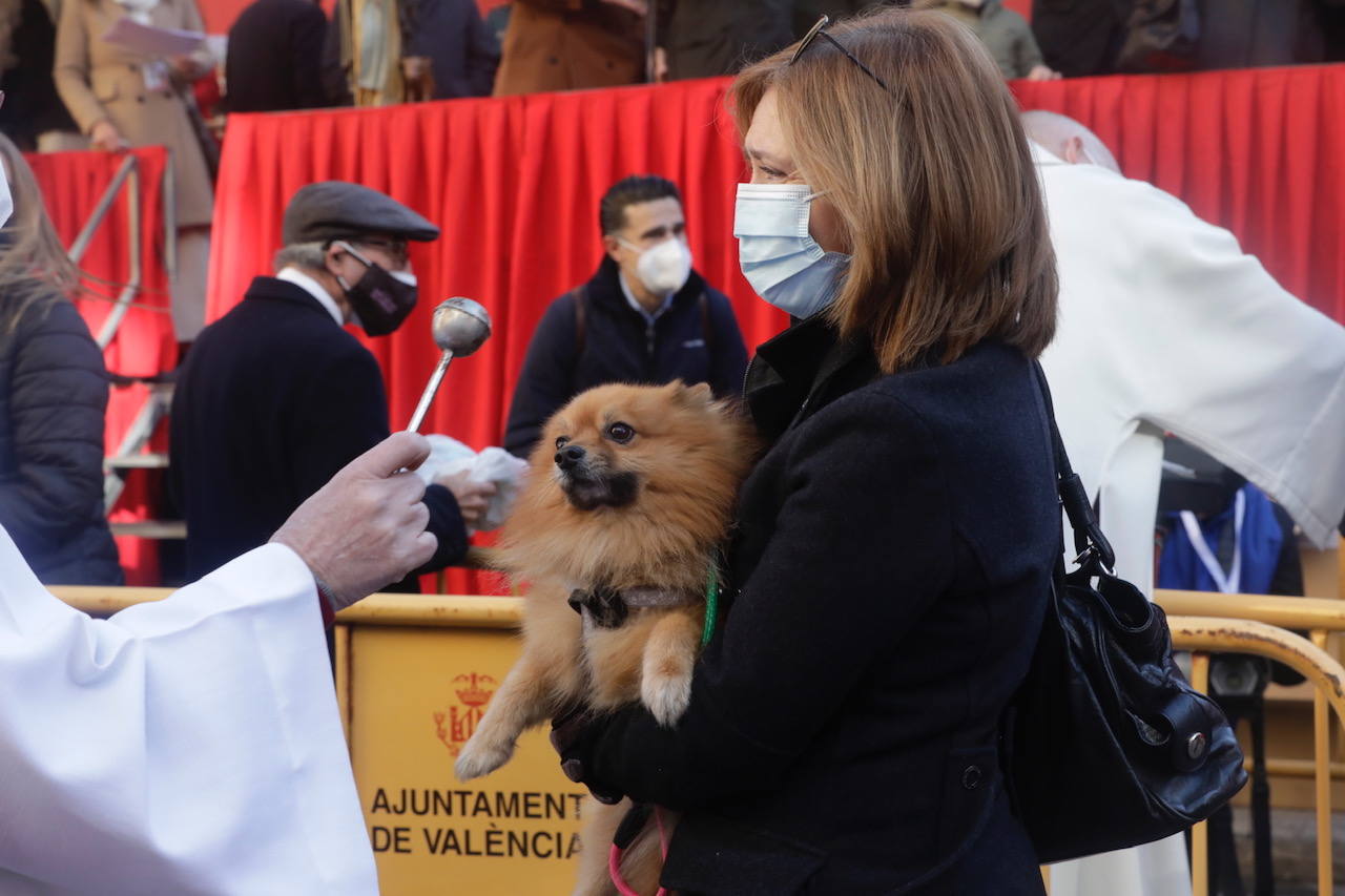 La bendición de animales se ha vuelto a celebrar en 2022 en la calle Sagunto de Valencia. 