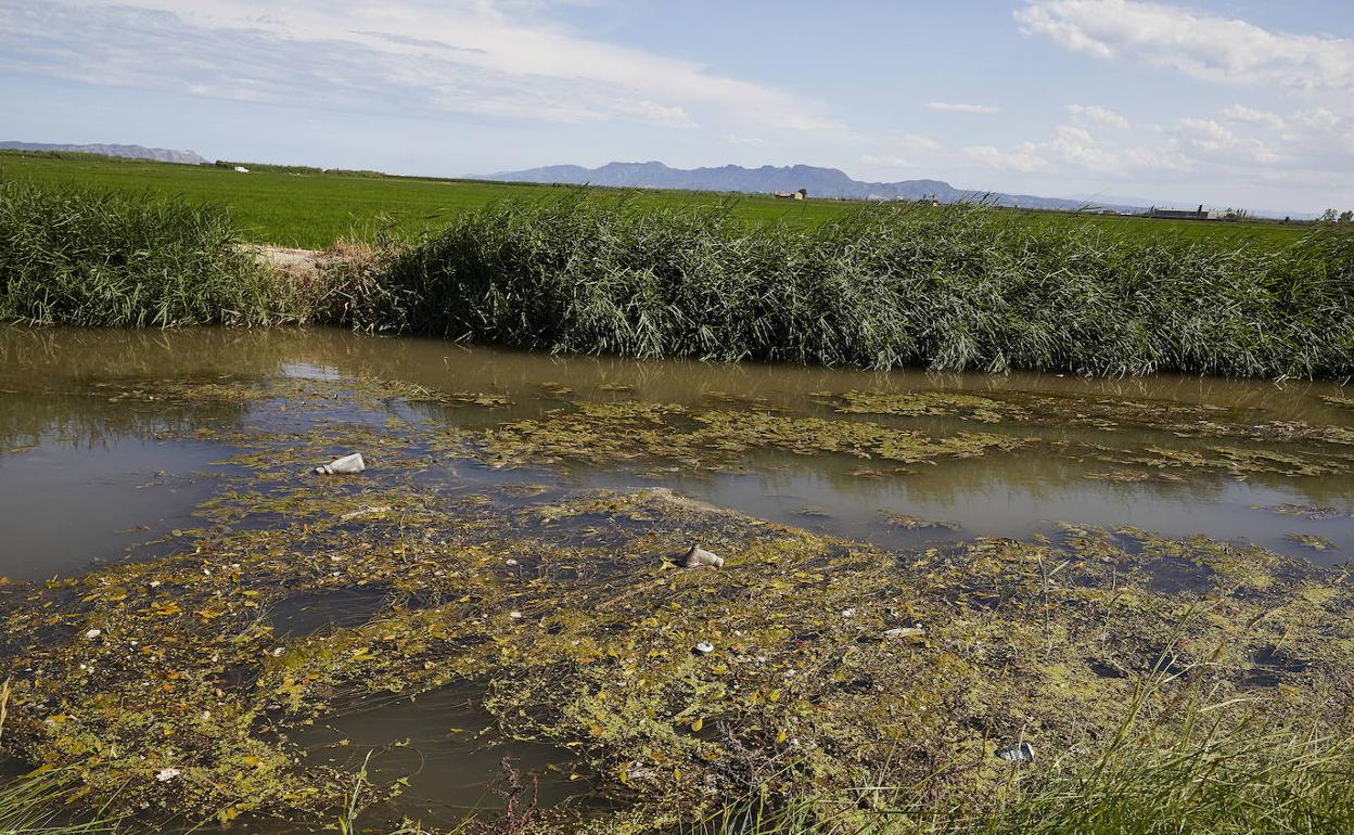 Una de las acequias de la Albufera llena de restos. 