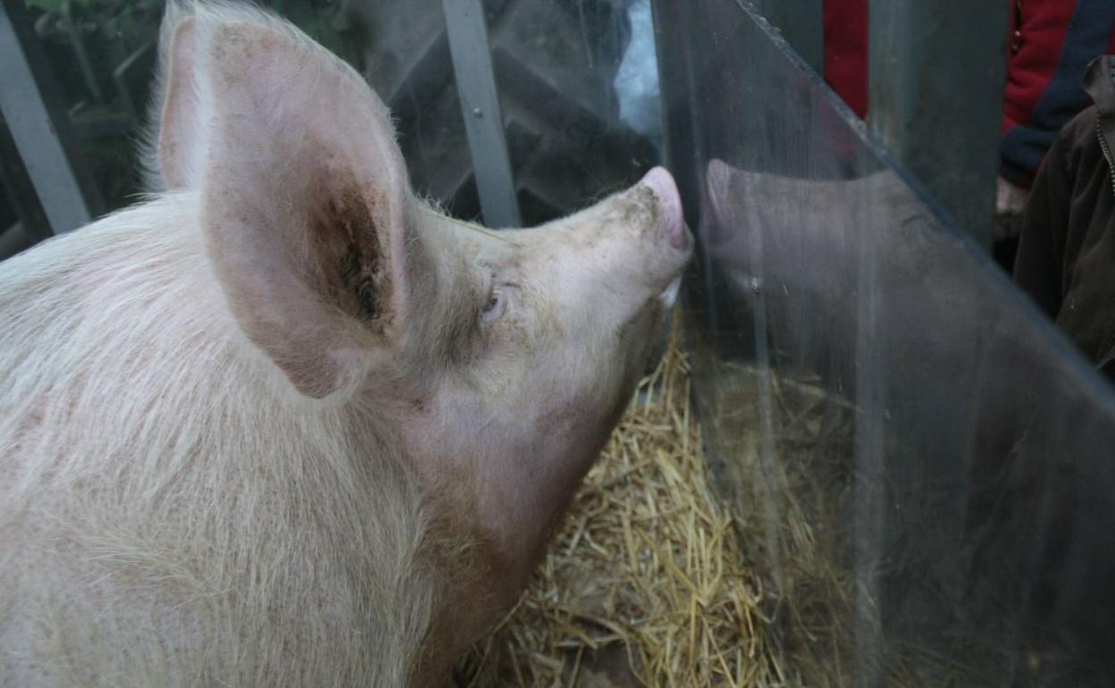 La rifa del cerdo es una tradición que se realiza por Sant Antoni en otros muchos municipios de toda España. 