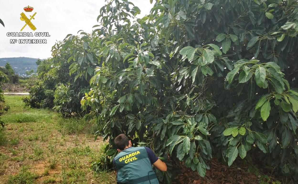 A la banda se le imputa el robo de 3.000 kilos de fruto