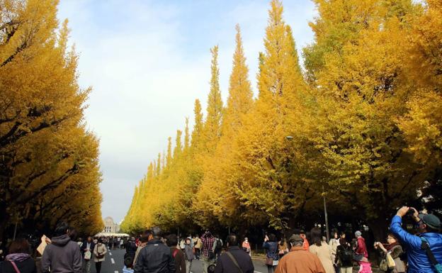 Decenas de familias paseando entre árboles de Ginkgo en China.